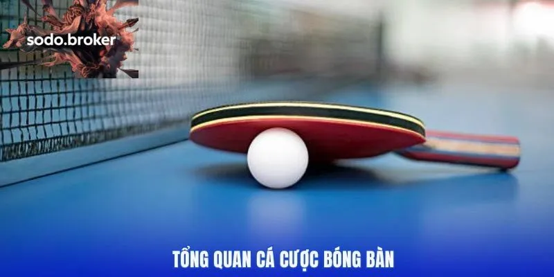 Tổng quan về cá cược bóng bàn sodo